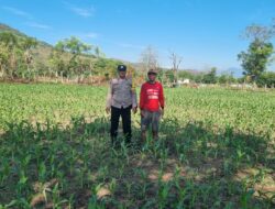 Bhabinkamtibmas Polsek Kilo Dampingi Petani Jagung Dukung Ketahanan Pangan Nasional