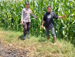 Bhabinkamtibmas Desa Lasi Dampingi Petani Dukung Program Ketahanan Pangan Nasional Menuju Indonesia Emas 2045
