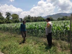 BHABINKAMTIBMAS DESA CEMPI JAYA DAMPINGI PETANI JAGUNG WUJUDKAN PROGRAM KETAHANAN PANGAN NASIONAL