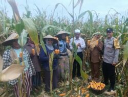 Bhabinkamtibmas Gerung Kawal Panen Jagung, Petani Sumringah!