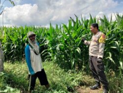 BHABINKAMTIBMAS DESA CEMPI JAYA TINJAU TANAMAN JAGUNG DAN DORONG SEMANGAT PETANI DALAM MENDUKUNG KETAHANAN PANGAN NASIONAL