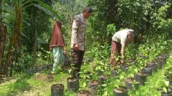 Inovasi Polsek Batulayar: Pertanian Mandiri Jaga Ketahanan Pangan Keluarga