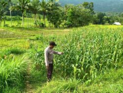 Dukungan Bhabinkamtibmas: Kunci Ketahanan Pangan Lokal