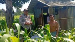 Bhabinkamtibmas Labuapi Ajak Warga Lombok Barat Lakukan Swasembada Pangan di Pekarangan