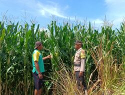 Dukung Ketahanan Pangan, Bhabinkamtibmas Buer Pantau Kondisi Tanaman Jagung Petani