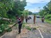 Aksi Sigap Polsek Sekotong: Bersihkan Pohon Tumbang di Lombok Barat