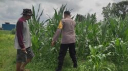 Polri Dukung Pangan: Bhabinkamtibmas Labuapi Ajak Warga Tanam di Pekarangan