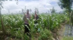 Bhabinkamtibmas Gerung Kawal Ketahanan Pangan Desa