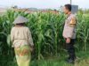 Peran Bhabinkamtibmas Kian Vital, Kawal Program Ketahanan Pangan di Desa Labuapi