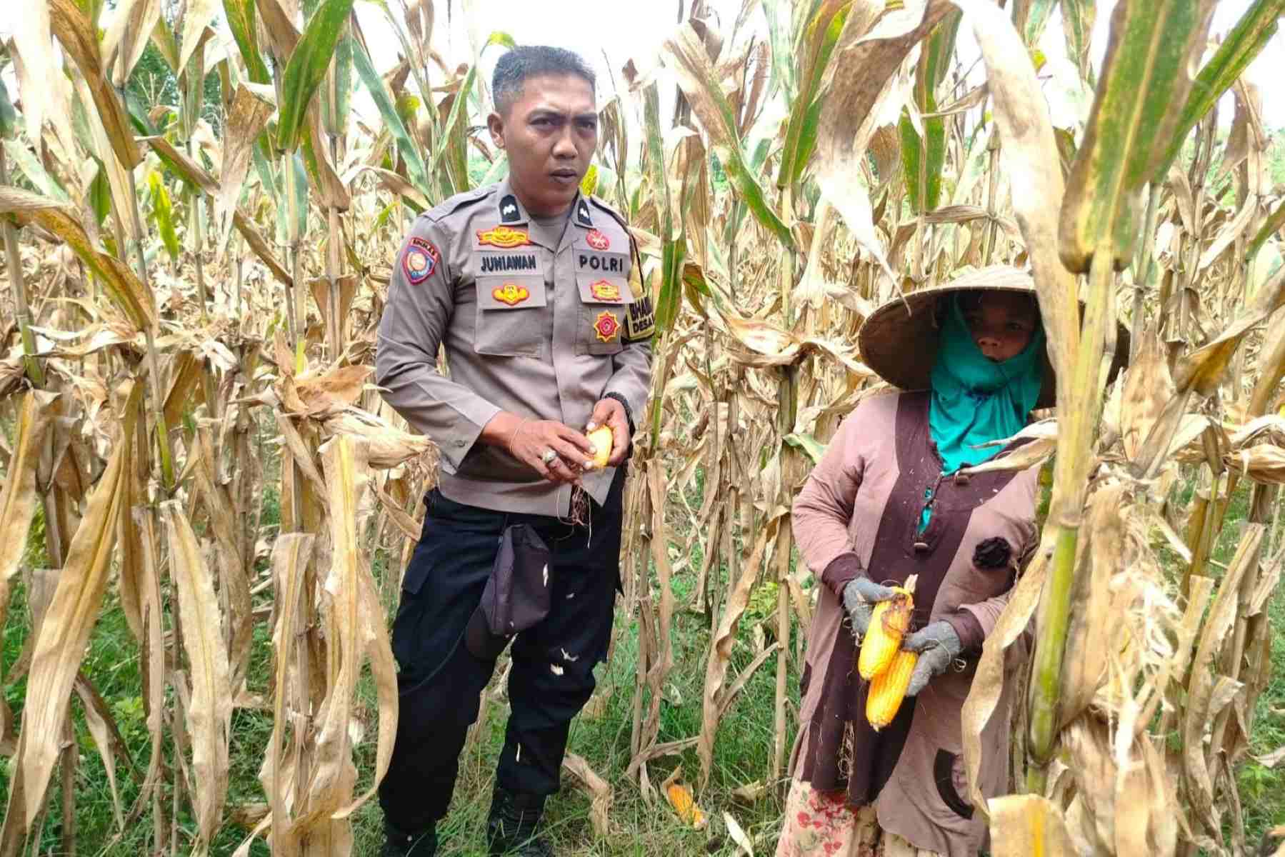Peran Polri Jaga Stabilitas Harga, Petani Jagung Lombok Barat Diimbau Jual ke Bulog