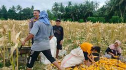 Dukung Ketahanan Pangan Nasional, Bhabinkamtibmas Lembar Imbau Petani Jual Jagung ke Bulog