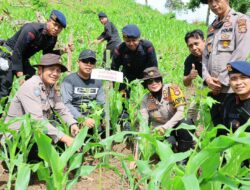Perkuat Ekologi dan Ekonomi, Forkopimda Sumbawa Tanam Ribuan Bibit Kemiri di Lenangguar