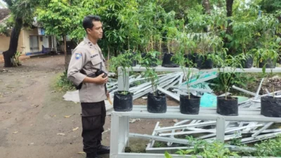 Transformasi Lahan Terbengkalai Jadi Sumber Pangan di Desa Bengkel