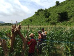 Bhabinkamtibmas Desa Tumpak Polsek Kawasan Mandalika Tinjau Jagung Masyarakat Dukung Ketahanan Pangan