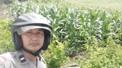 Bhabinkamtibmas Sekotong Pantau Produktivitas Jagung di Lahan Marginal