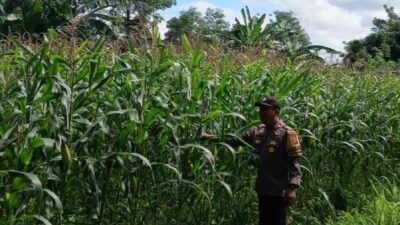 Polri Dampingi Petani Jagung Karang Bongkot Lombok Barat