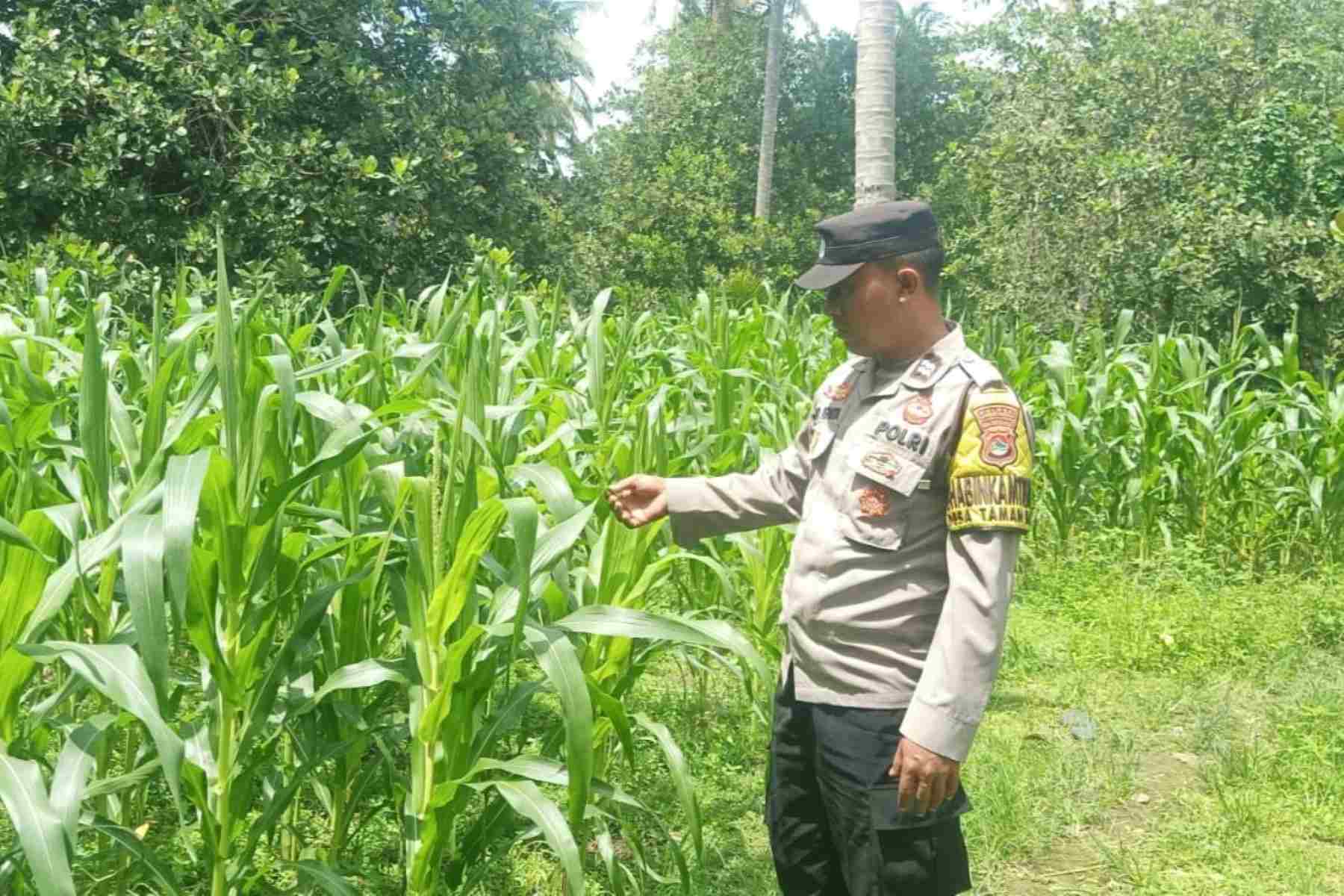 Bhabinkamtibmas Sekotong Tinjau Lahan Jagung Warga