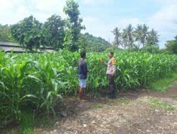 Dukung Ketahanan Pangan, Bhabinkamtibmas Desa Luk Kawal Pertumbuhan Tanaman Jagung Hibrida Warga