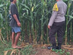 Dukung Program Nasional, Polsek Kempo Lakukan Pemantauan Lahan Jagung Warga