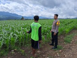 Dukung Kemandirian Pangan, Bhabinkamtibmas Desa Sampe Sosialisasikan Tanaman Hortikultura ke Petani