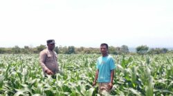 BHABINKAMTIBMAS DESA SORITATANGA PANTAU LAHAN JAGUNG WARGA DUKUNG KETAHANAN PANGAN NASIONAL