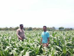 BHABINKAMTIBMAS DESA SORITATANGA PANTAU LAHAN JAGUNG WARGA DUKUNG KETAHANAN PANGAN NASIONAL