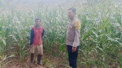 Bhabinkamtibmas Polsek Pajo Pantau Lahan Jagung Warga Dukung Program Ketahanan Pangan Nasional