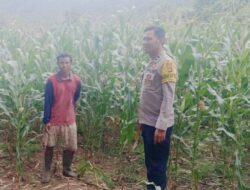 Bhabinkamtibmas Polsek Pajo Pantau Lahan Jagung Warga Dukung Program Ketahanan Pangan Nasional