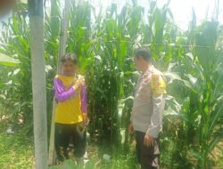 Polres Dompu Dukung Ketahanan Pangan Nasional, Bhabinkamtibmas Pantau Lahan Jagung Warga di Kecamatan Hu’u