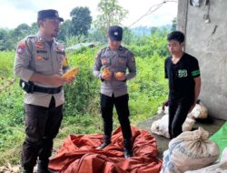 Bhabinkamtibmas Polsek Tambora Tinjau Tanaman Jagung Warga Keluhkan Sulitnya Memberantas Hama Tikus