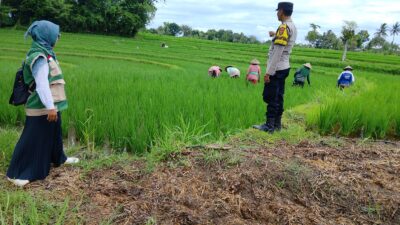‎Bhabinkamtibmas Desa Bunut Baok Dampingi Petani, Dukung Ketahanan Pangan Nasional.