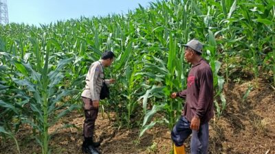 Bhabinkamtibmas Polsek Pekat Lakukan Pemantauan Lahan Jagung Warga Dukung Ketahanan Pangan Nasional