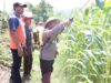 Dorong Produktivitas Jagung, Polres Sumbawa Barat Bersinergi Bersama Kelompok Tani Lakukan Penyemprotan Pupuk 