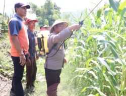 Dorong Produktivitas Jagung, Polres Sumbawa Barat Bersinergi Bersama Kelompok Tani Lakukan Penyemprotan Pupuk 