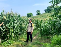 Polres Lombok Tengah Tinjau Petani Jagung di Desa Mertak, Dukung Ketahanan Pangan Nasional