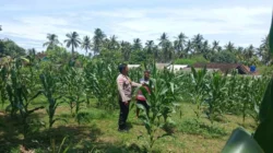 Upaya Polres Lombok Barat Optimalkan Lahan Produktif