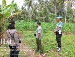 Kapolsek Selong Koordinasi dan Cek Lahan Jagung di Kelayu Selatan