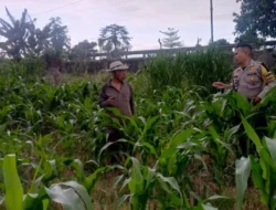 Dukung Asta Cita, Bhabinkamtibmas Labuapi Pantau Lahan Jagung