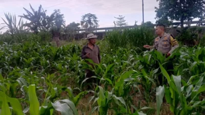 Sinergi Polri dan Petani Terong Tawah Wujudkan Swasembada Pangan