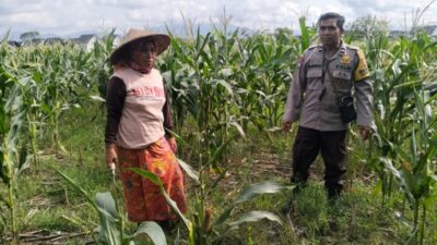 Polsek Labuapi Dampingi Petani Jagung Perkuat Ketahanan Pangan