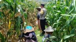 Bhabinkamtibmas Gerung Dampingi Petani Jagung Babussalam