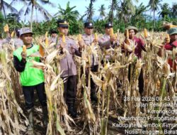 Kapolsek Suralaga Hadiri Panen Raya Jagung di Kerongkong, Dukung Ketahanan Pangan Nasional
