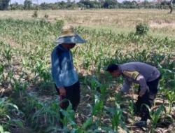 Polres Lombok Barat Kawal Swasembada Pangan di Labuapi