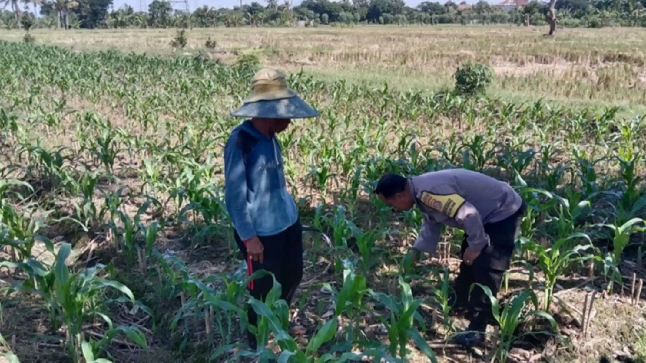 Polsek Labuapi Dorong Optimalisasi Lahan Pekarangan Warga