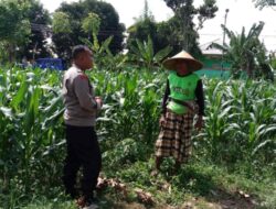 Polres Lombok Barat Kawal Swasembada Pangan di Labuapi