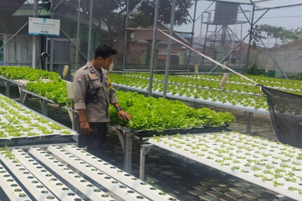 Kemandirian Pangan di Lombok Barat Dari Selada Hingga Palawija