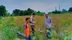 Inovasi Pekarangan Bergizi: Cara Desa Perampuan Perkuat Pangan Lokal