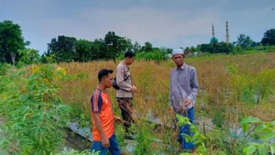 Inovasi Pekarangan Bergizi: Cara Desa Perampuan Perkuat Pangan Lokal