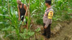 BHABINKAMTIBMAS KELURAHAN TANJUNG LAKUKAN PENGECEKAN LAHAN TANAMAN JAGUNG DI TIMBA BOROK