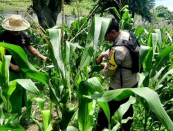 Polsek Kawasan Mandalika Dampingi Petani Jagung Dukung Ketahanan Pangan Nasional